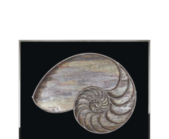Пано Nautilus