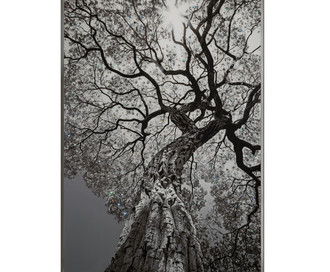Панно Arbor