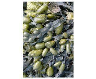 Ковер Seaweed