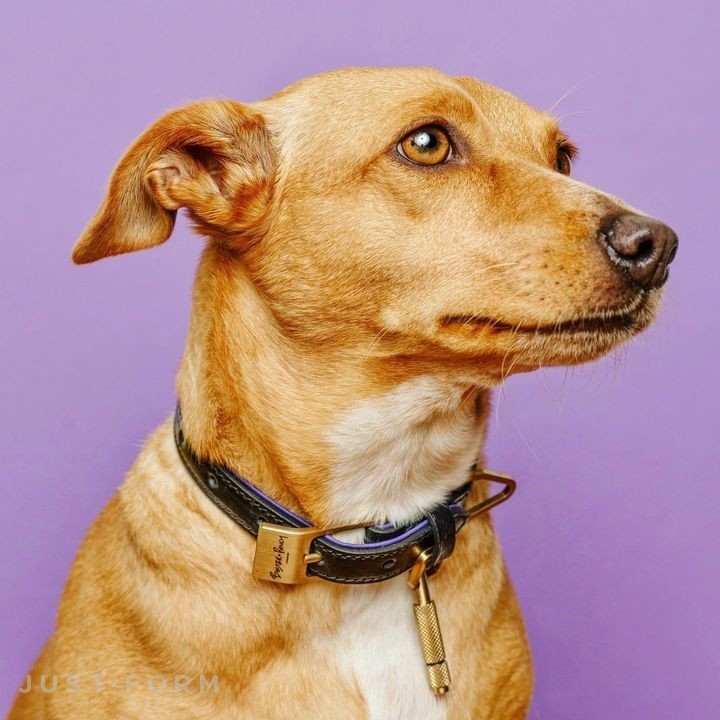 Ошейник для собаки Dog Collar / Black / Purple / Brass фабрика Buster + Punch фотография № 16