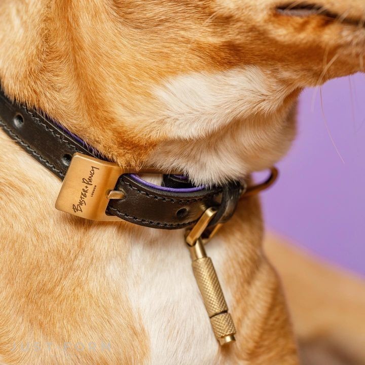 Ошейник для собаки Dog Collar / Black / Purple / Brass фабрика Buster + Punch фотография № 17