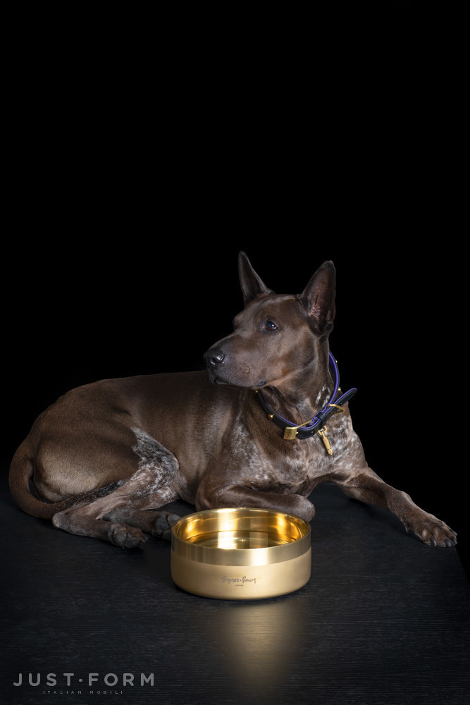 Ошейник для собаки Dog Collar / Black / Purple / Brass фабрика Buster + Punch фотография № 12