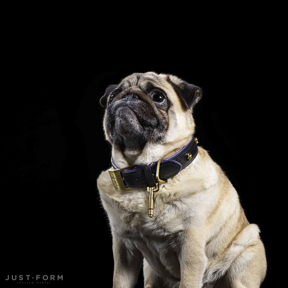 Ошейник с поводком Dog Collar & Lead / Black / Purple / Brass фабрика Buster + Punch фотография № 11